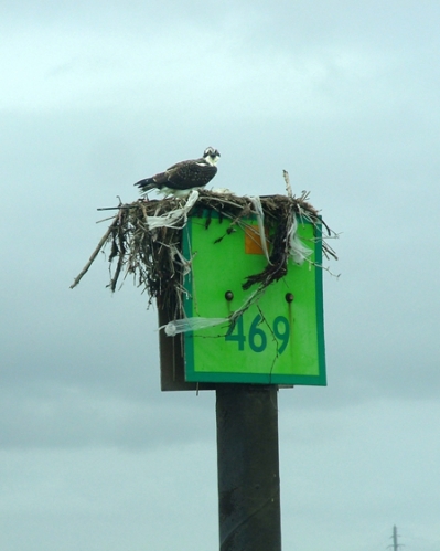 Osprey on daymark