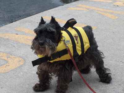 dog wearing a life-vest