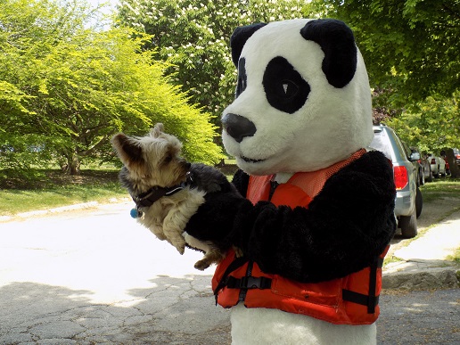 panda and dog