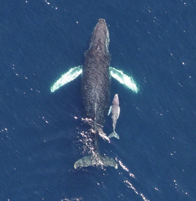 Mother whale and orca swimming the pacific ocean of Monterey Bay