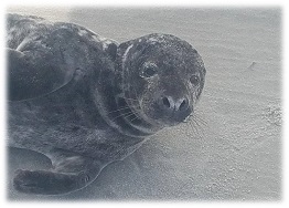 USCG seal rescue