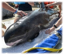 USCG whale rescue