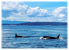 USCG whale encounter